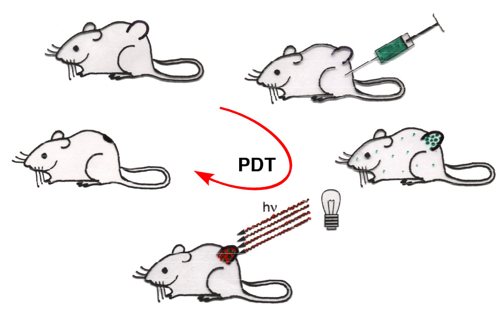 PDT-mouse